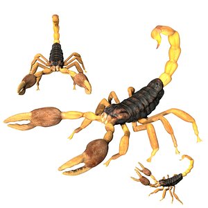 3D model Fully rigged low poly scorpion