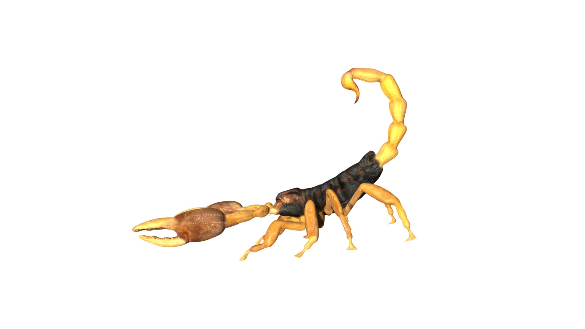 3D model Fully rigged low poly scorpion - TurboSquid 1759265