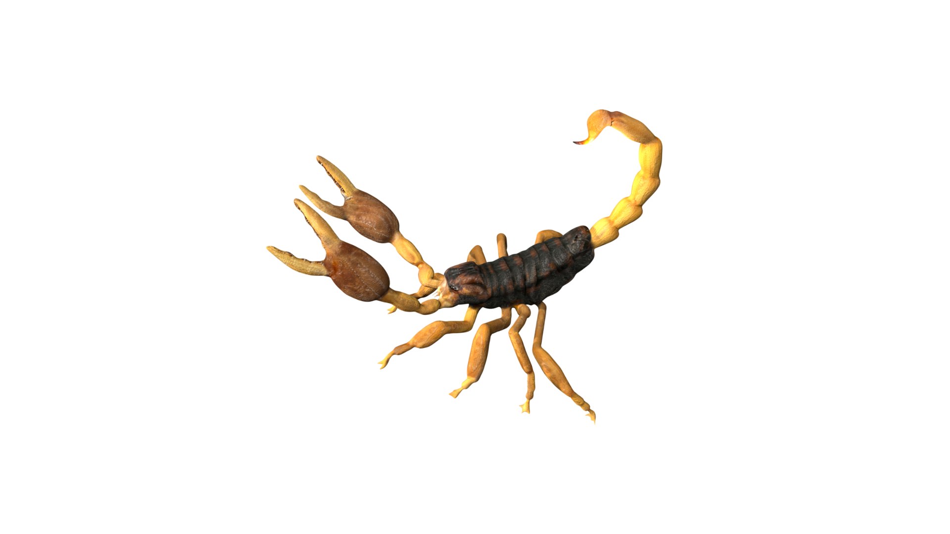 3D model Fully rigged low poly scorpion - TurboSquid 1759265