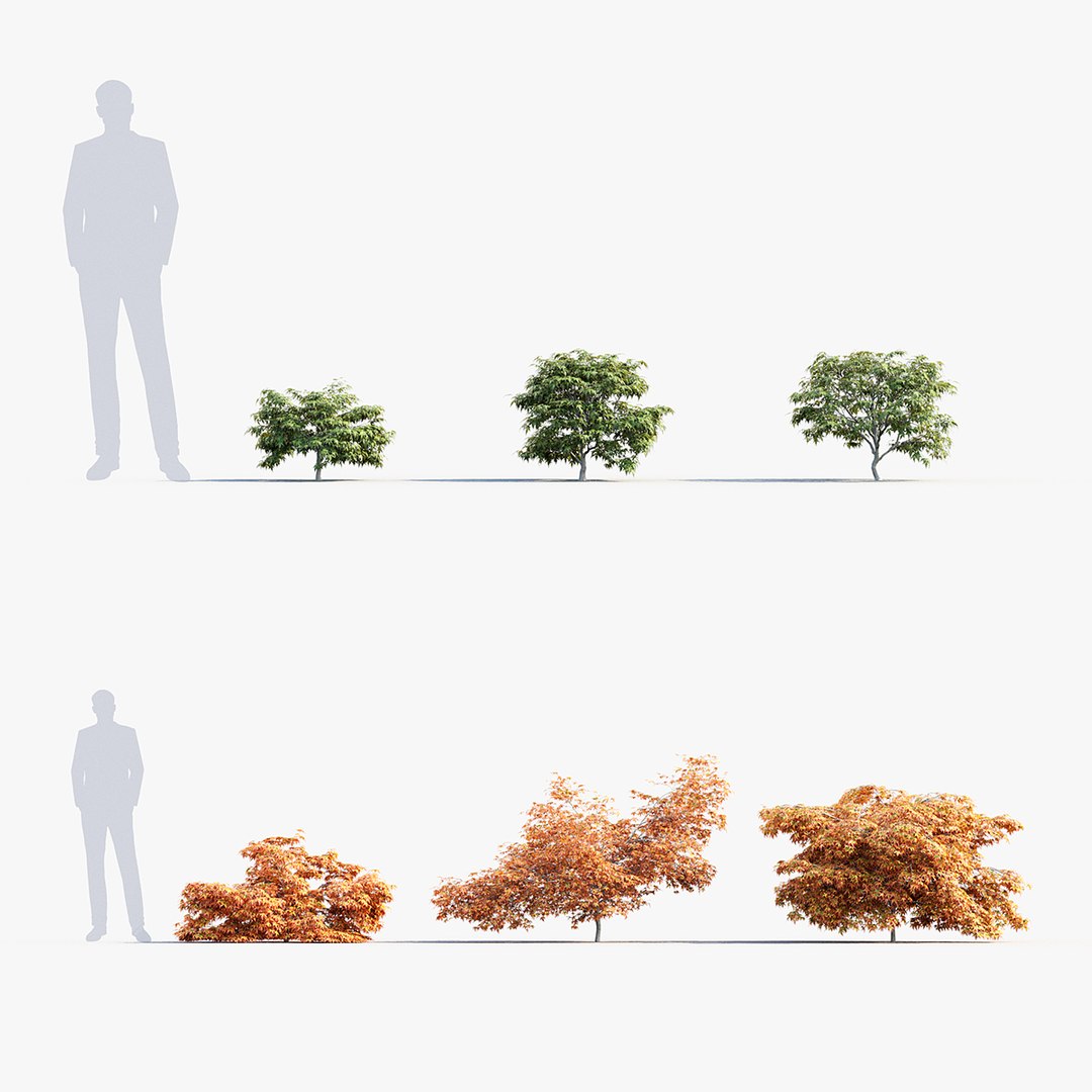 Kiyohime Japanese Maple Spreading Japanese Maple 3D Model 3D Model