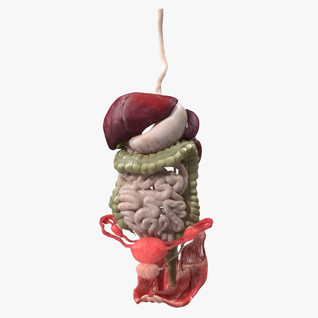 Female Anatomy Digestive System 3D model preview