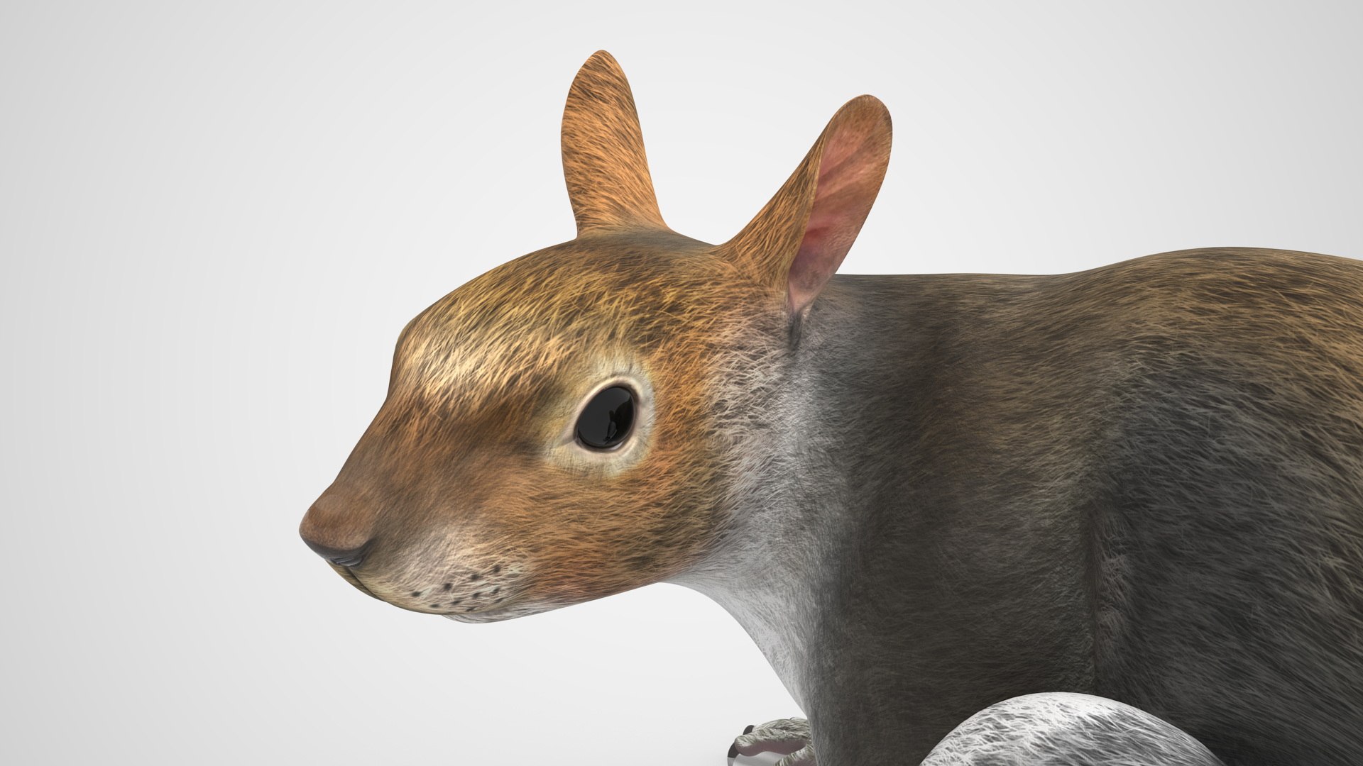 Gray Squirrel Rigged for Cinema 4D 3D model preview