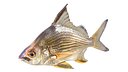 Striped Mojarra fish
