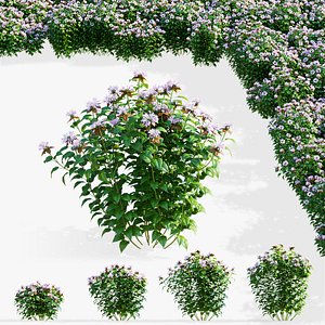 Monarda didyma Ou Charm flower