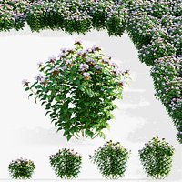 Monarda didyma Ou Charm flower