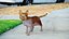 Calico Cat Rigged V2 w Blenderze