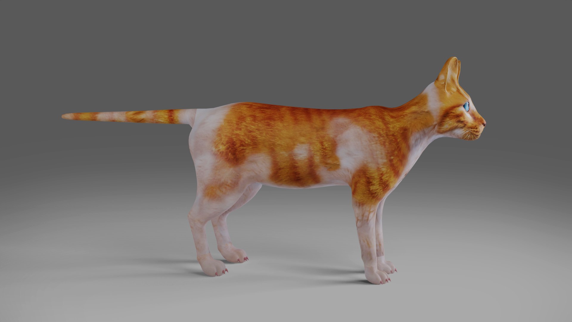 3D Calico Cat Rigged V2 in Blender https://p.turbosquid.com/ts-thumb/Uq/jD9Q0N/XO/06/jpg/1668005351/1920x1080/fit_q87/f109f79f1137cbc74401849561bbd4b82ceae47c/06.jpg