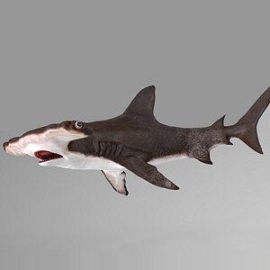 3D hammerhead shark rigged l595 model