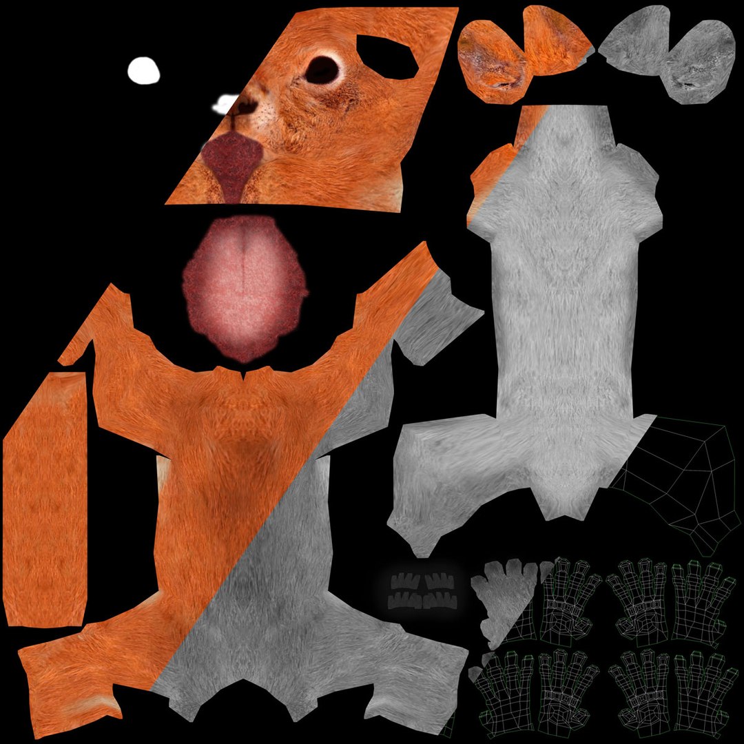 squirrel max