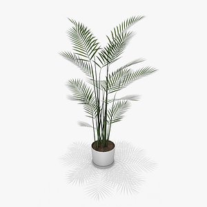 areca palm polygons 3d c4d