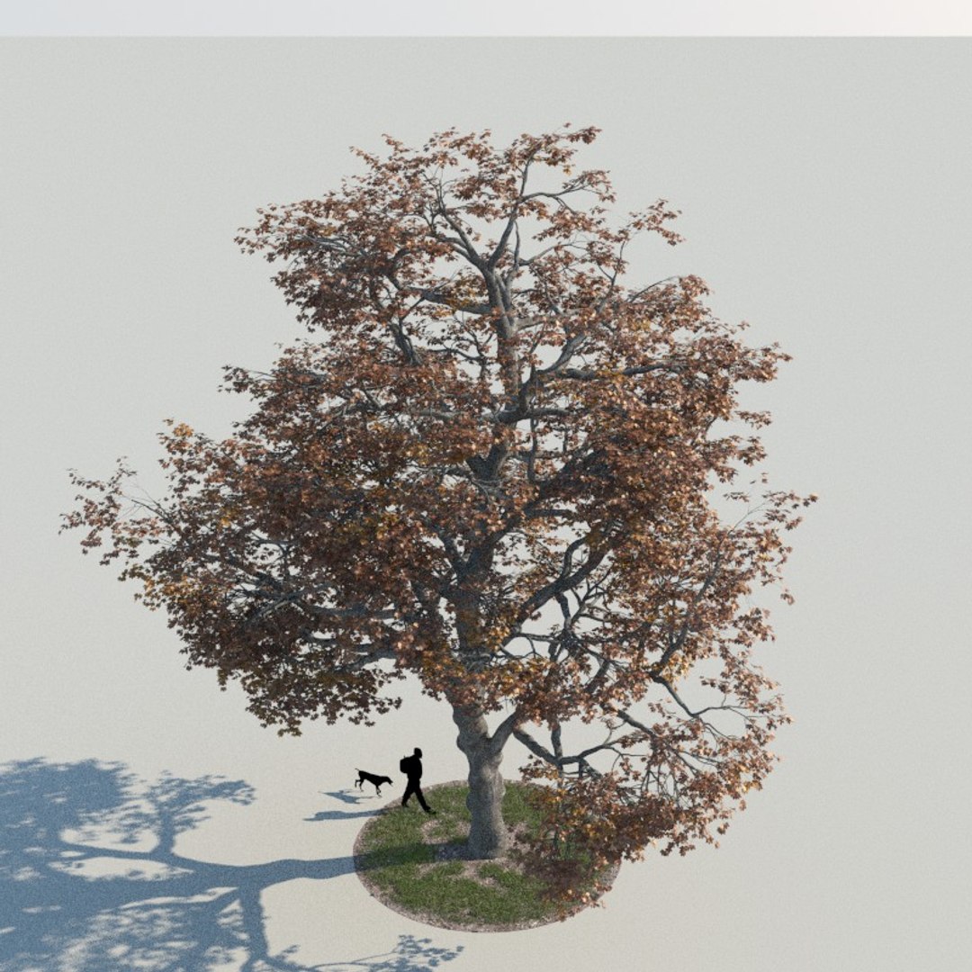 Realistic Maple Tree Autumn Max