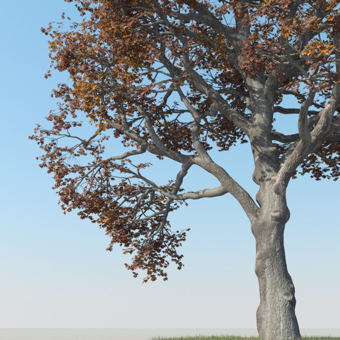 Realistic Maple Tree Autumn Max