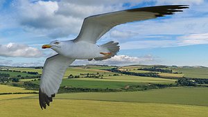 Low poly animated flying seagull