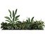 planta vol 916 - banana - violino - aspidistra