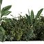 planta vol 916 - banana - violino - aspidistra