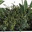 planta vol 916 - banana - violino - aspidistra