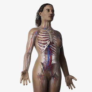 3D skin african female skeleton model