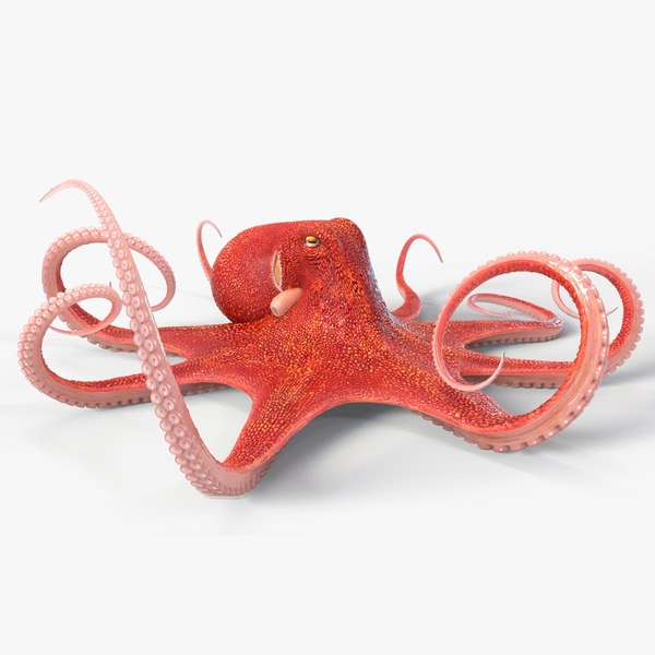 3D Octopus Animated Multicolor