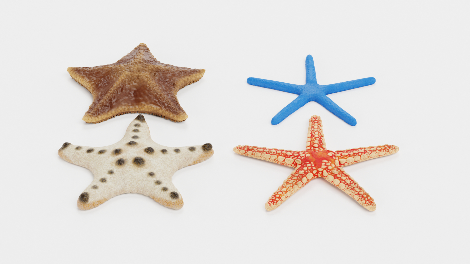 starfish star fish 3D https://p.turbosquid.com/ts-thumb/Ur/Q07h6n/2q/0001/png/1615907427/1920x1080/turn_fit_q99/0464e09532e0c41448bd954d8648c55062736042/0001-1.jpg