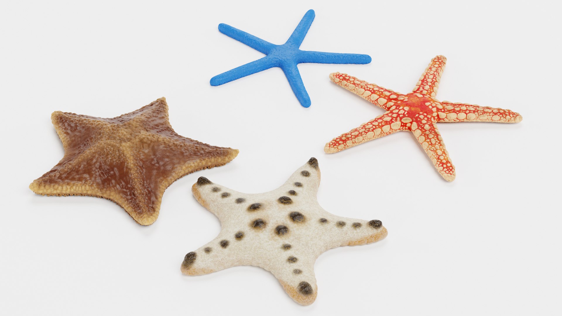 starfish star fish 3D https://p.turbosquid.com/ts-thumb/Ur/Q07h6n/4U/starfishesd/png/1615907372/1920x1080/fit_q87/c5afbef3f9c9cdf4f1bf8507ea0c48301914d874/starfishesd.jpg