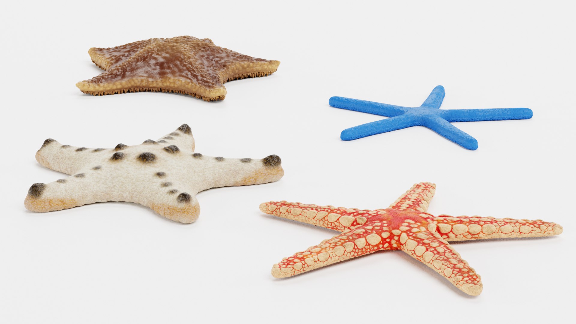 starfish star fish 3D https://p.turbosquid.com/ts-thumb/Ur/Q07h6n/76/starfishesg/png/1615907387/1920x1080/fit_q87/778e43141a28f7b6f9da45205d2f918da57abf43/starfishesg.jpg