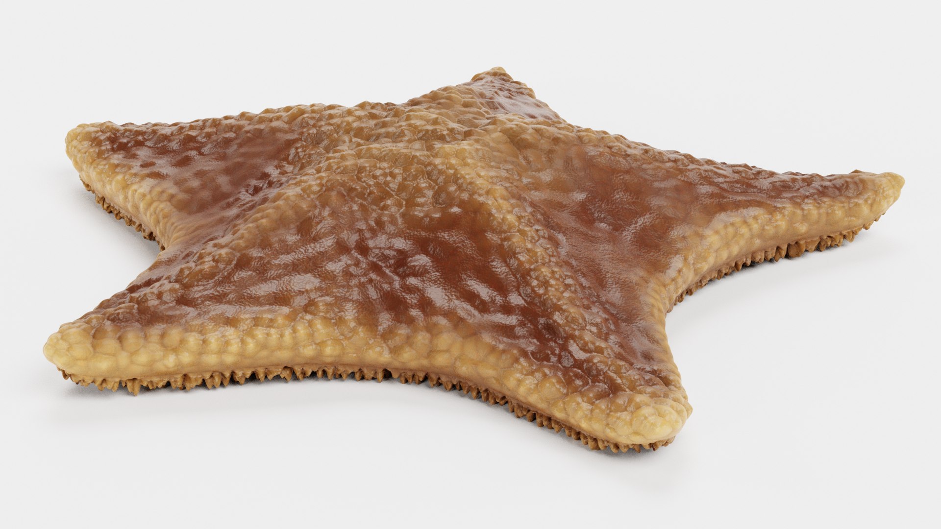 starfish star fish 3D https://p.turbosquid.com/ts-thumb/Ur/Q07h6n/Gy/starfishesn/png/1615907368/1920x1080/fit_q87/b15a13a713025bd47e27ce1ae73ffb109d8c8c5c/starfishesn.jpg