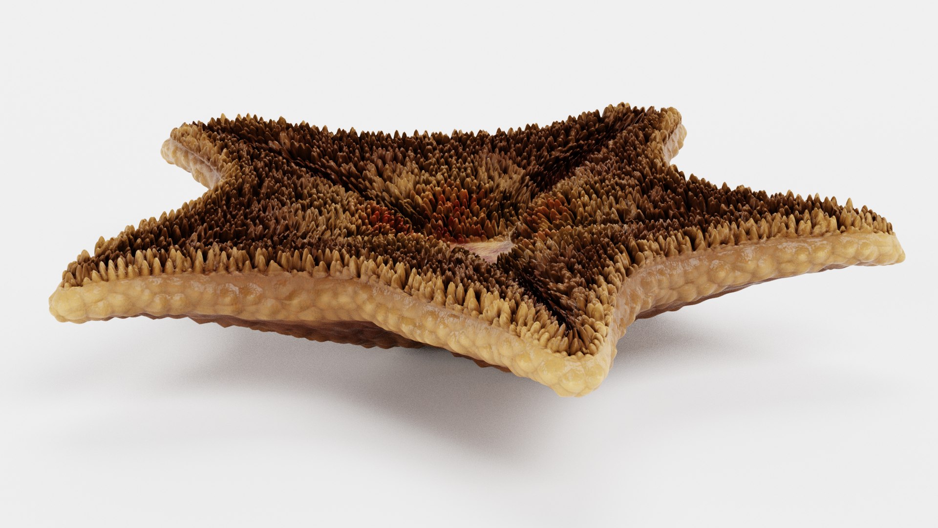 starfish star fish 3D https://p.turbosquid.com/ts-thumb/Ur/Q07h6n/Id/starfishesi/png/1615907382/1920x1080/fit_q87/7728c001065fdfc996d61369be9ad526225ffc1f/starfishesi.jpg