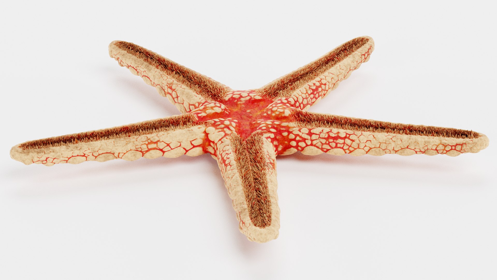 starfish star fish 3D https://p.turbosquid.com/ts-thumb/Ur/Q07h6n/NW/starfishesm/png/1615907385/1920x1080/fit_q87/45808a9295fb5b95145367760fe59585da81ead9/starfishesm.jpg