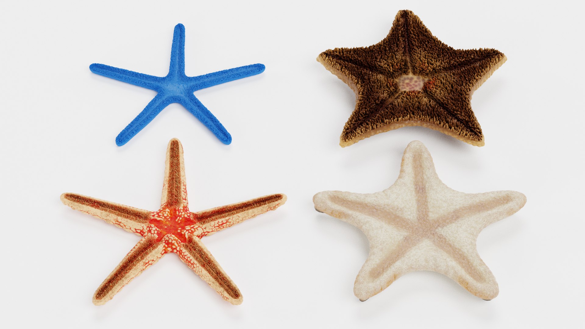starfish star fish 3D https://p.turbosquid.com/ts-thumb/Ur/Q07h6n/OT/starfishesh/png/1615907385/1920x1080/fit_q87/10c7049ee714e2d484aa4797eb7e3b28daa05d25/starfishesh.jpg