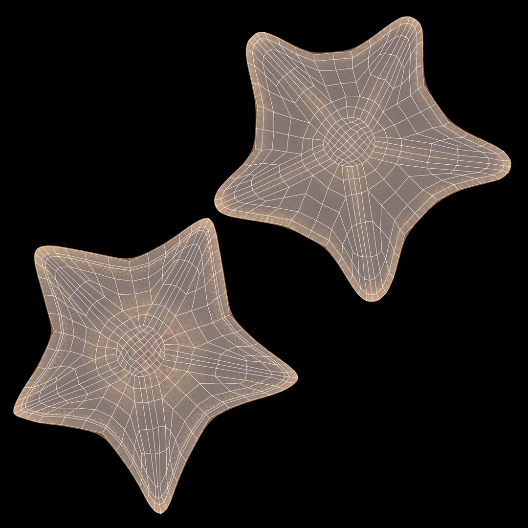 starfish star fish 3D https://p.turbosquid.com/ts-thumb/Ur/Q07h6n/Rz/starfishesuvbat/png/1615907365/1920x1080/fit_q87/d57dc65ecc934b568651dba34b7e598ac450d25c/starfishesuvbat.jpg