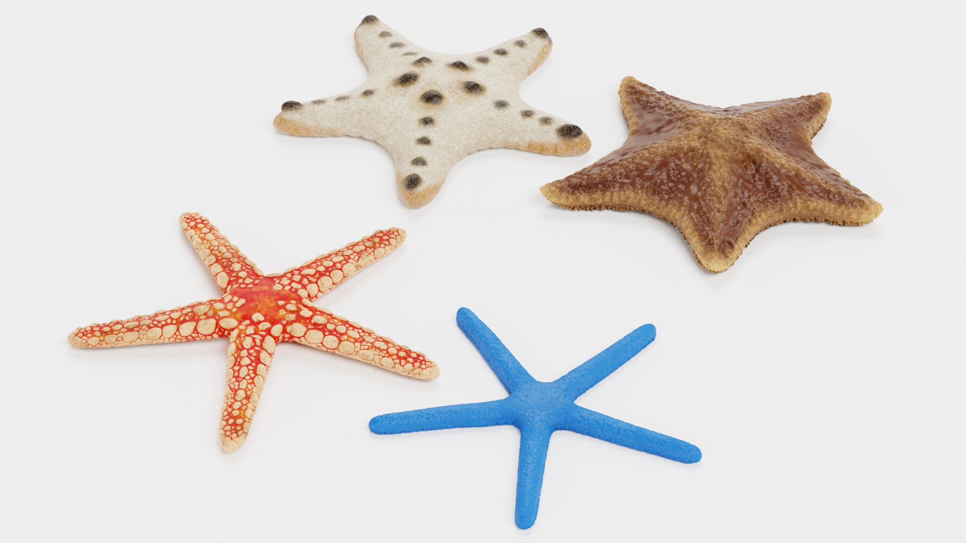 starfish star fish 3D https://p.turbosquid.com/ts-thumb/Ur/Q07h6n/SM/starfishesf/png/1615907386/1920x1080/fit_q87/2d865557f99a19b460cfcce4d8ef98f245159f2f/starfishesf.jpg