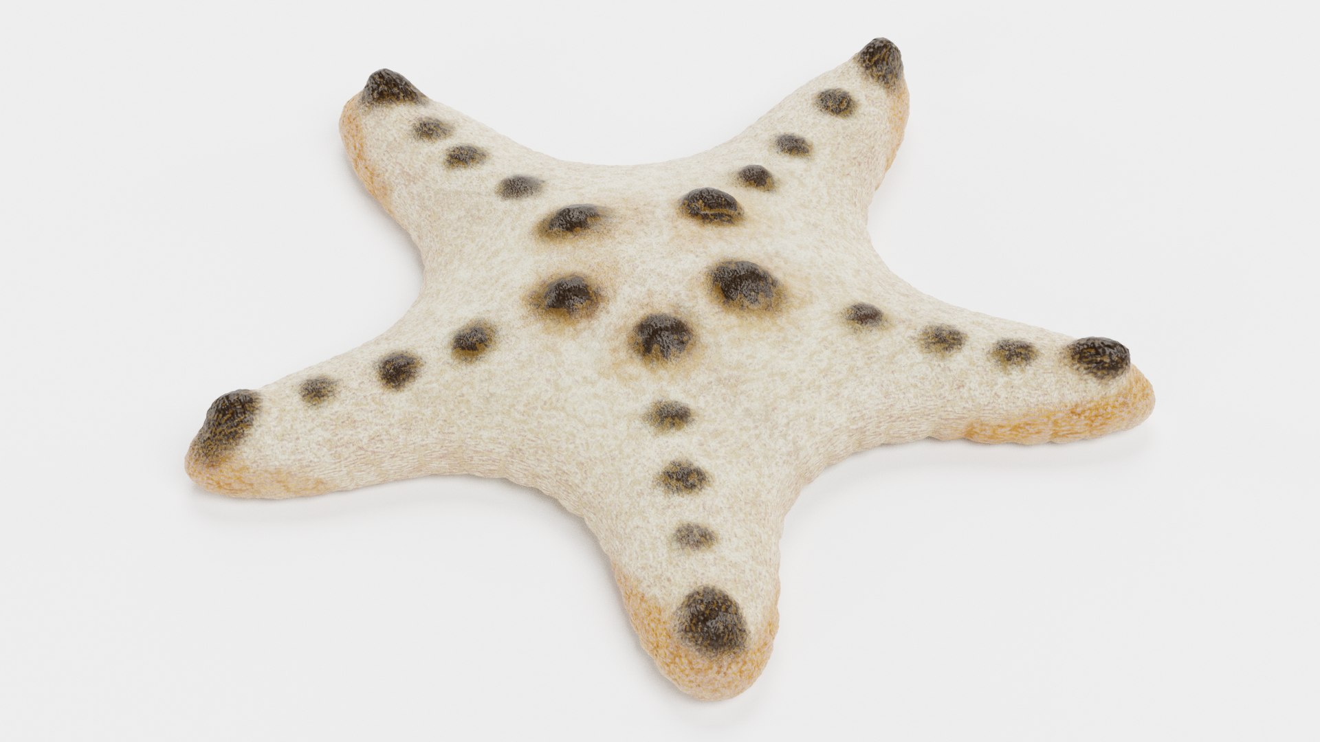 starfish star fish 3D https://p.turbosquid.com/ts-thumb/Ur/Q07h6n/Uf/starfishesk/png/1615907366/1920x1080/fit_q87/bd48d2e63ea3cb47777d23b699dd16d71c5612cc/starfishesk.jpg