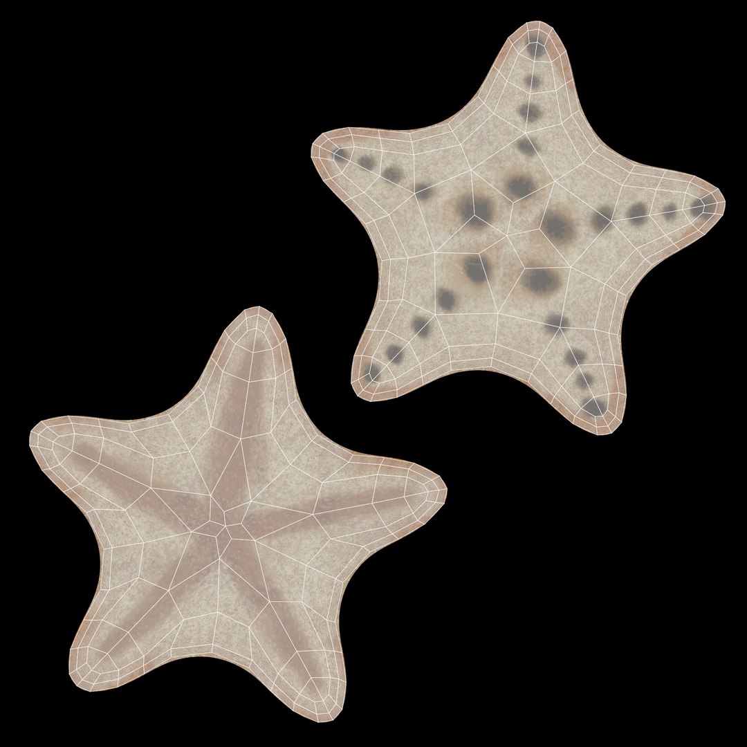 starfish star fish 3D https://p.turbosquid.com/ts-thumb/Ur/Q07h6n/aU/starfishesuvch/png/1615907390/1920x1080/fit_q87/4ad73f33f14fce21b3c497ba1e130815f06e45ed/starfishesuvch.jpg