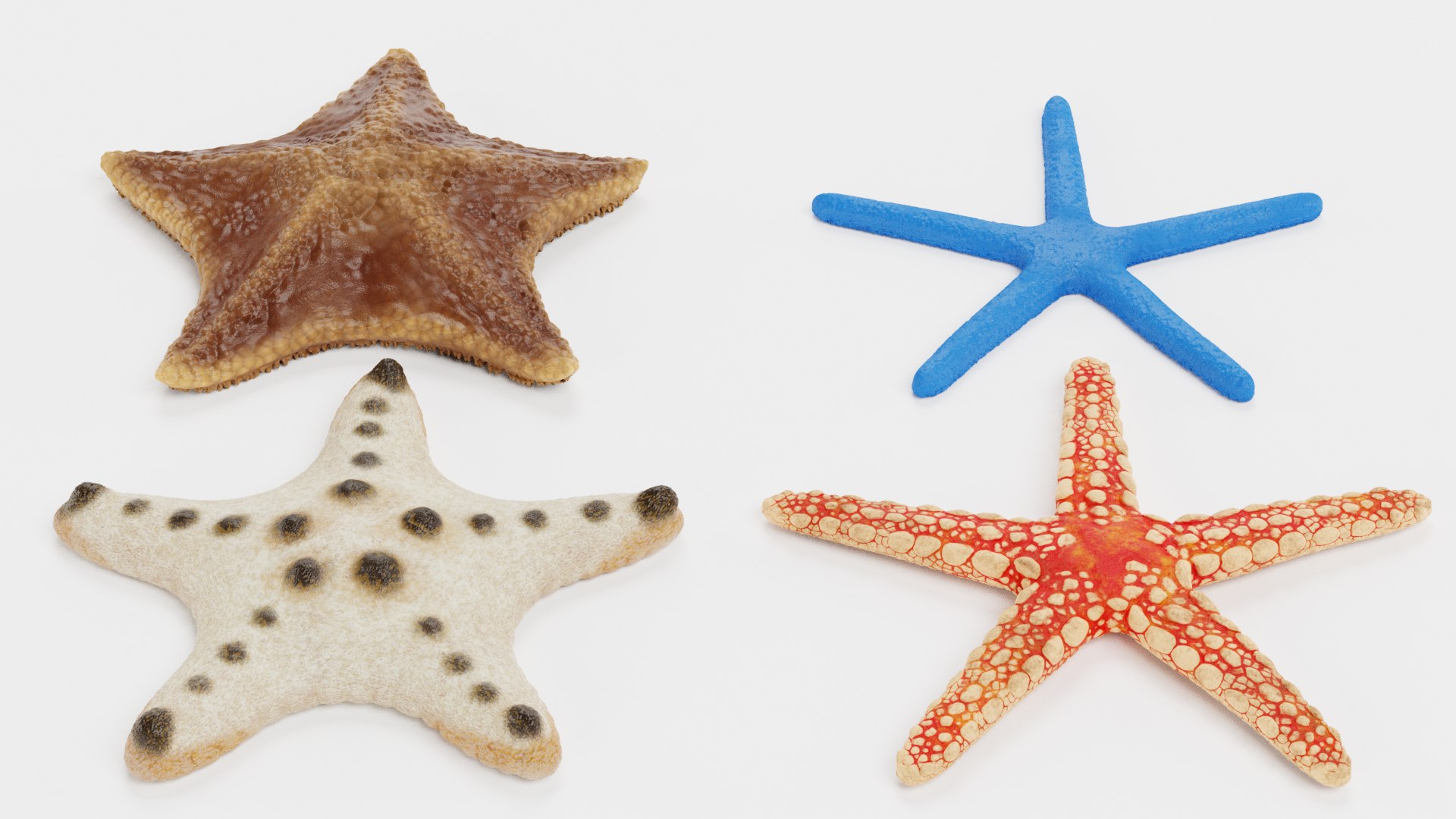 starfish star fish 3D https://p.turbosquid.com/ts-thumb/Ur/Q07h6n/nc/starfishesc/png/1615907389/1920x1080/fit_q87/7432137719da6ea9c5964d5501a40f8b4cb60817/starfishesc.jpg