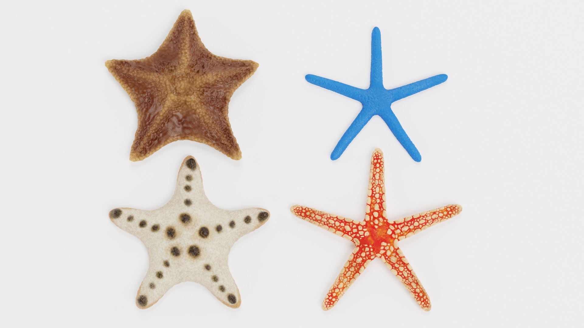 starfish star fish 3D https://p.turbosquid.com/ts-thumb/Ur/Q07h6n/pU/starfishesb/png/1615907371/1920x1080/fit_q87/285d3f78f6585fd5684b7ccbee81bc0b03e6038b/starfishesb.jpg