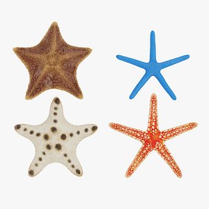 starfish star fish 3D