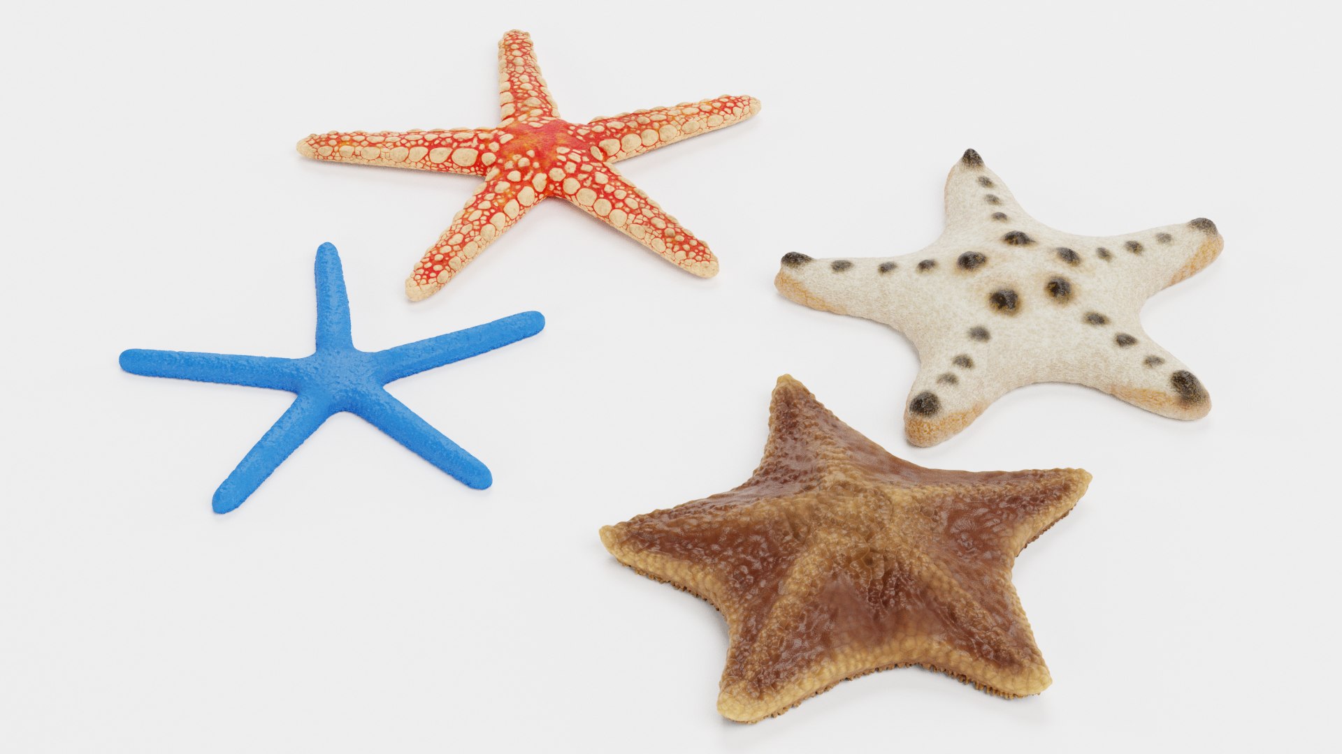 starfish star fish 3D https://p.turbosquid.com/ts-thumb/Ur/Q07h6n/ui/starfishese/png/1615907378/1920x1080/fit_q87/166c457f8cfa999368fcdfe556fc6c726acc107f/starfishese.jpg