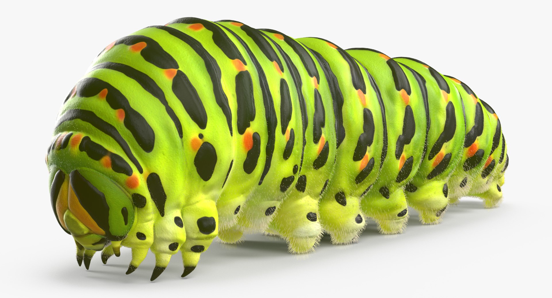 Swallowtail Caterpillar or Papilio Machaon with Fur 3D model preview