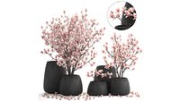 Decorative magnolia trees in a black flowerpots 807