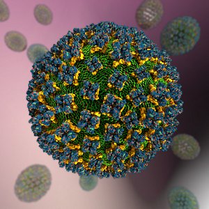 virus hantavirus 3D model