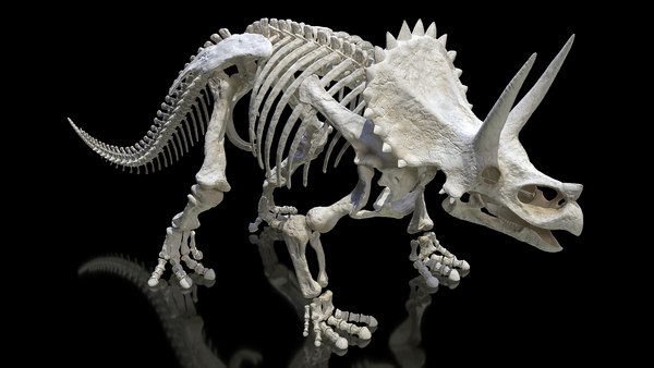 トリケラトプスの骨格3Dモデル - TurboSquid 1505921