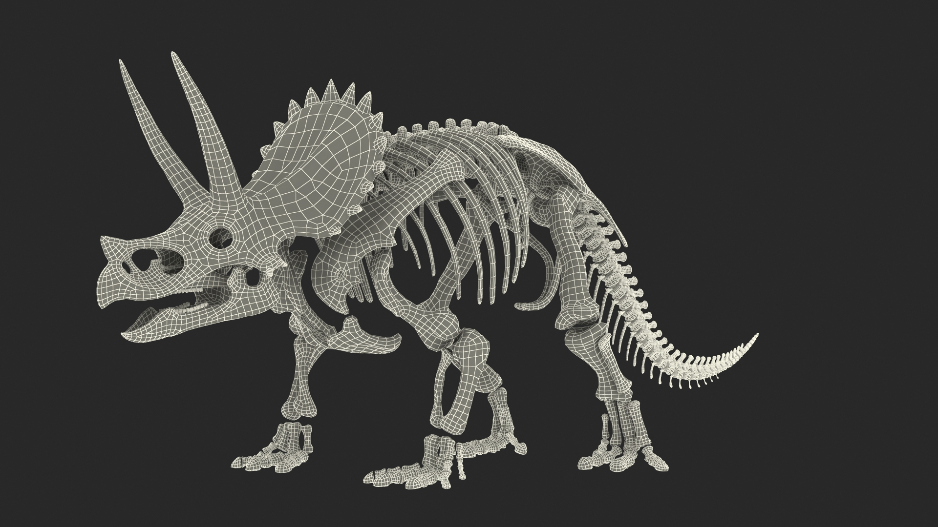 triceratops skeleton 3D model https://p.turbosquid.com/ts-thumb/Ur/q9xEVj/62MNJKuJ/triceratops_skeleton_361/jpg/1580841978/1920x1080/turn_fit_q99/fd2c991941ff724f67e7c977e28488a1124e30c8/triceratops_skeleton_361-1.jpg