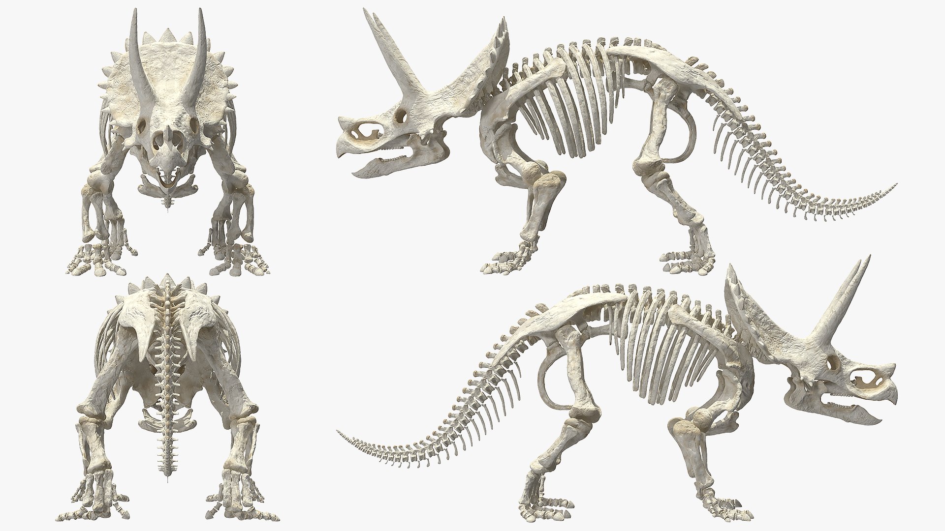 triceratops skeleton 3D model https://p.turbosquid.com/ts-thumb/Ur/q9xEVj/7Tajb0jV/triceratopsskeletonmb3dmodel008/jpg/1580842680/1920x1080/fit_q87/07d58e51d3b05bbb914e64e08a4f7276ad6c73d5/triceratopsskeletonmb3dmodel008.jpg