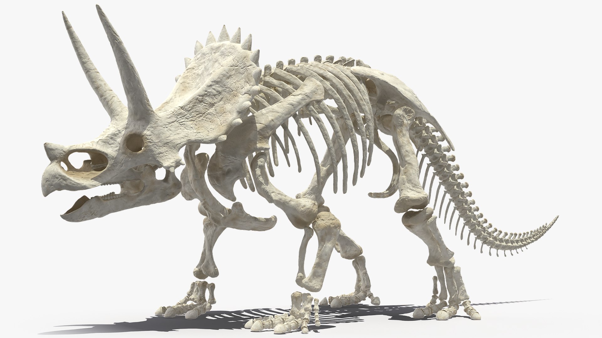 triceratops skeleton 3D model https://p.turbosquid.com/ts-thumb/Ur/q9xEVj/CJOkpJxm/triceratopsskeletonmb3dmodel004/jpg/1580842659/1920x1080/fit_q87/289db70370f1b491f2a1e112189692d954c307af/triceratopsskeletonmb3dmodel004.jpg