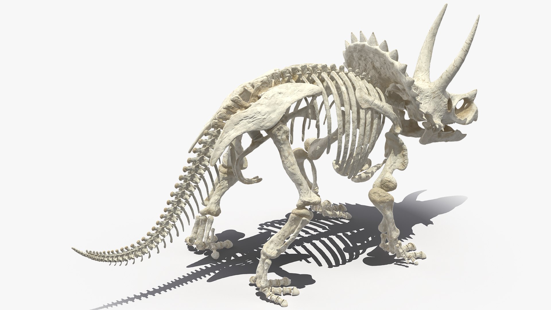 triceratops skeleton 3D model https://p.turbosquid.com/ts-thumb/Ur/q9xEVj/Eq1V1qB6/triceratopsskeletonmb3dmodel005/jpg/1580842664/1920x1080/fit_q87/6452fb845cfe7866cdac8148963f7c457e8bcd21/triceratopsskeletonmb3dmodel005.jpg