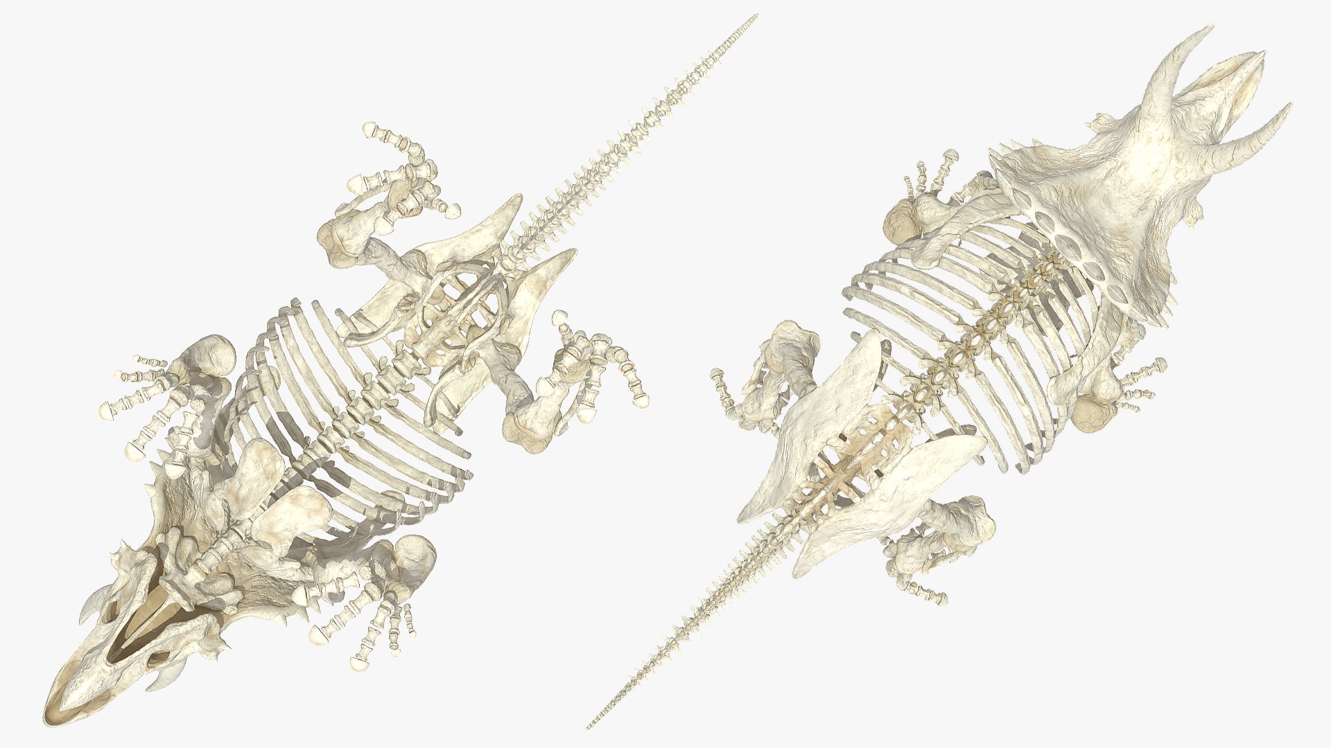 triceratops skeleton 3D model https://p.turbosquid.com/ts-thumb/Ur/q9xEVj/FI5U6crf/triceratopsskeletonmb3dmodel009/jpg/1580842686/1920x1080/fit_q87/6da6763caae2b9a3c572c8c3737f456f680f056b/triceratopsskeletonmb3dmodel009.jpg