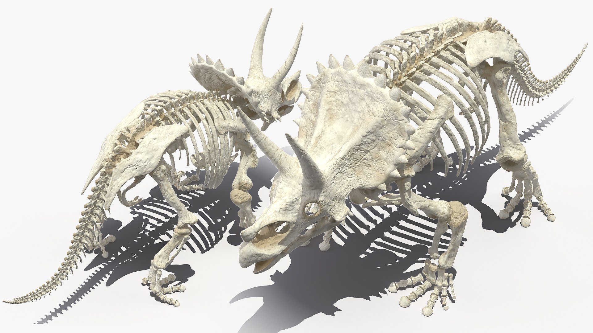 triceratops skeleton 3D model https://p.turbosquid.com/ts-thumb/Ur/q9xEVj/HNB9yKlN/triceratopsskeletonmb3dmodel007/jpg/1580842675/1920x1080/fit_q87/4e56d8a1af95f855cd21dc4fe79c425ef9d3b157/triceratopsskeletonmb3dmodel007.jpg
