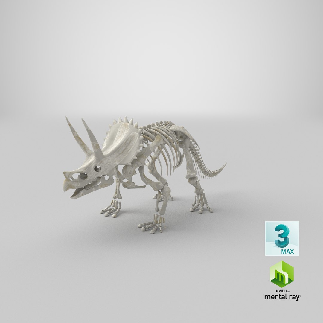 triceratops skeleton 3D model https://p.turbosquid.com/ts-thumb/Ur/q9xEVj/He/stemcell_max_mental_ray_render/png/1633106271/1920x1080/fit_q87/21b69dce404d006d07360d4f87b9d3c9f1847e10/stemcell_max_mental_ray_render.jpg