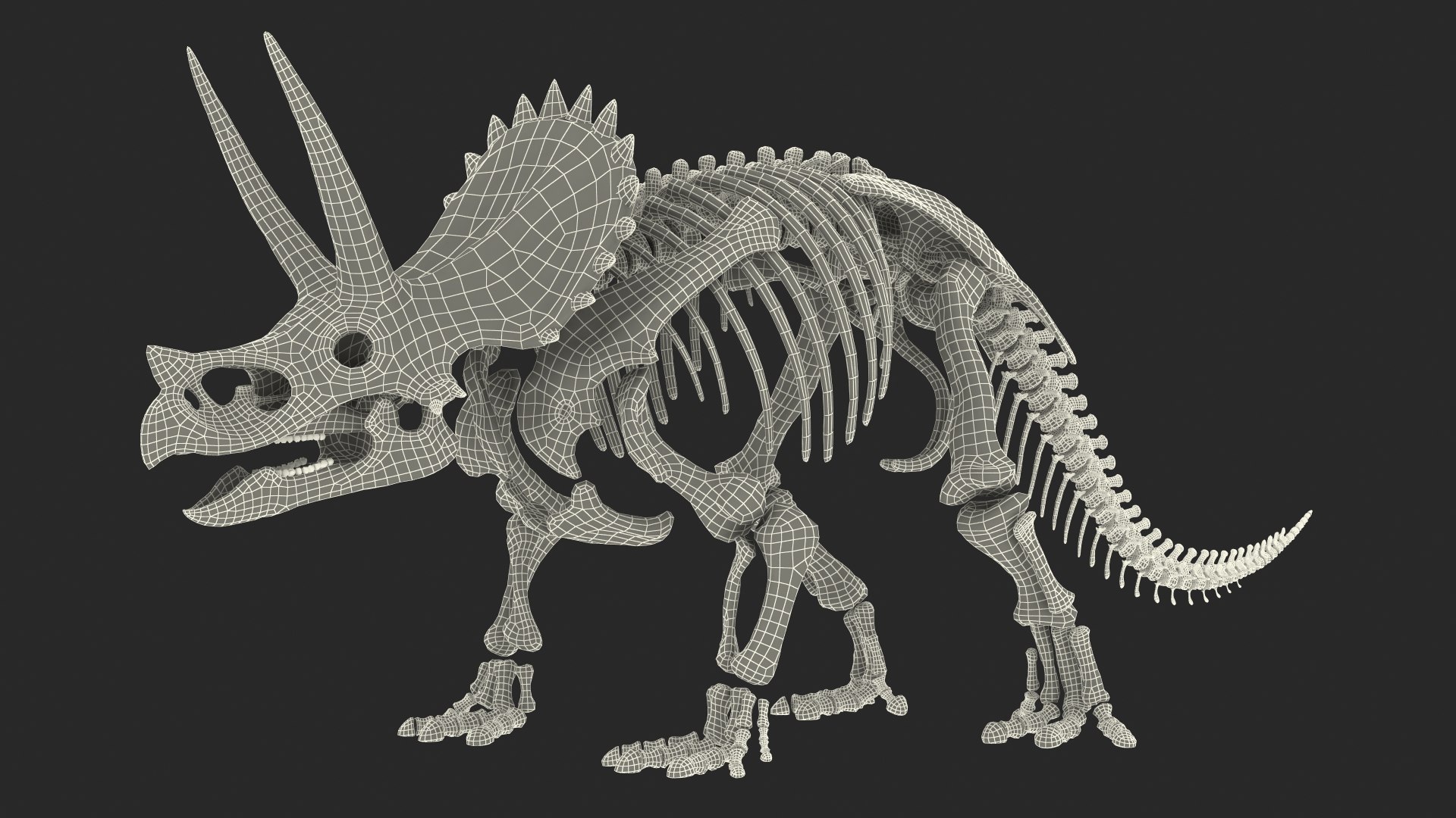 triceratops skeleton 3D model https://p.turbosquid.com/ts-thumb/Ur/q9xEVj/ImDklOUm/triceratopsskeletonmb3dmodel024/jpg/1580842778/1920x1080/fit_q87/ae52f083cfdcec3115f5f592c1d0b07cf7d2ba79/triceratopsskeletonmb3dmodel024.jpg