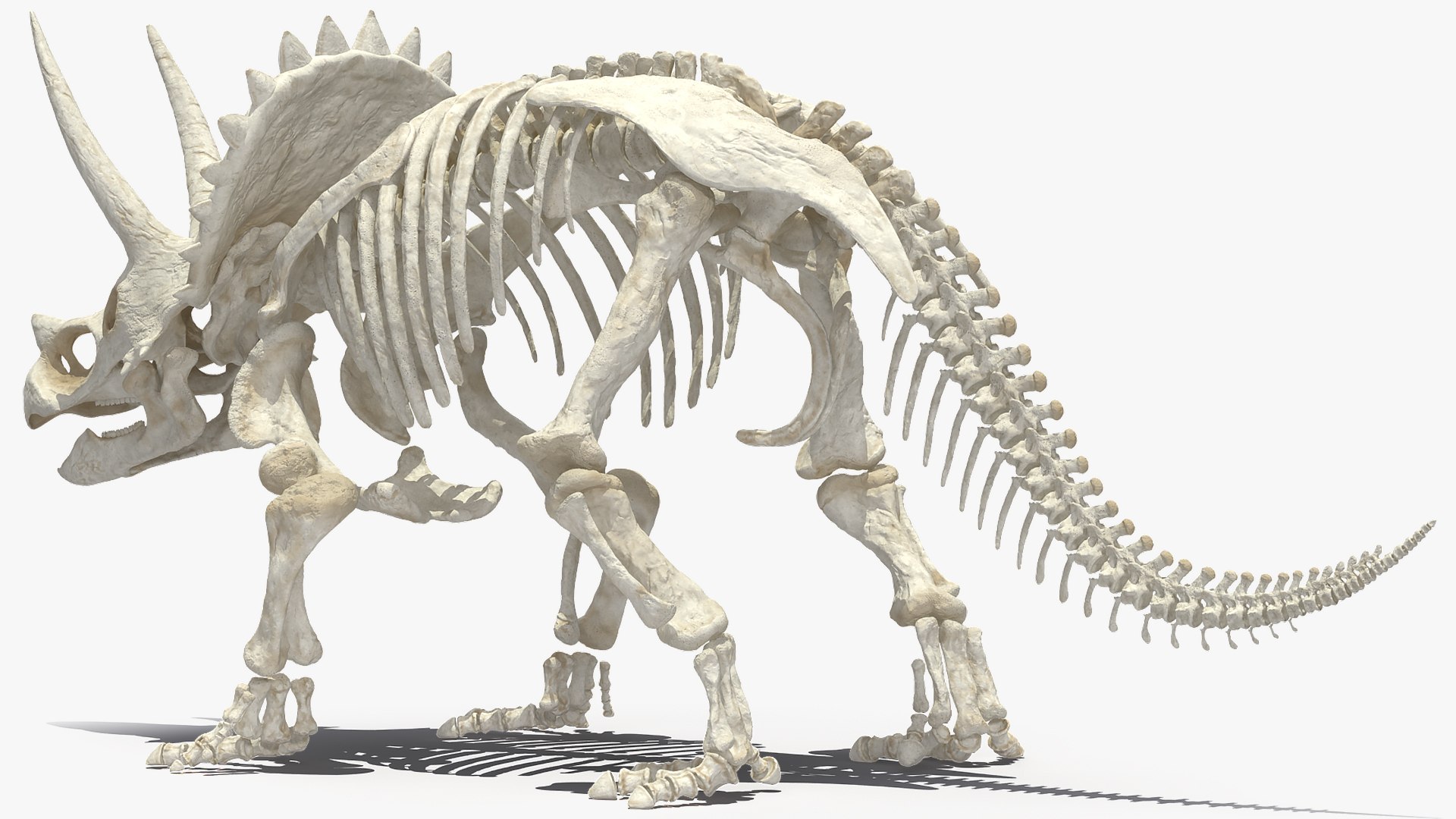 Triceratops skeleton 3D model - TurboSquid 1505921